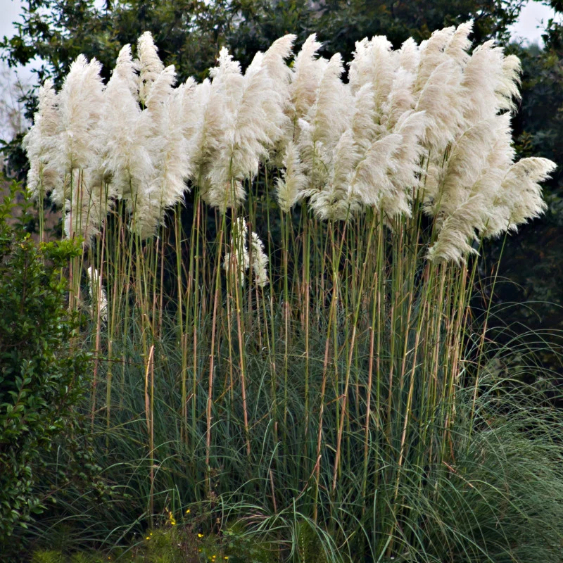 Iarbă de pampas roz si alb 20 40 cm - imagine 3