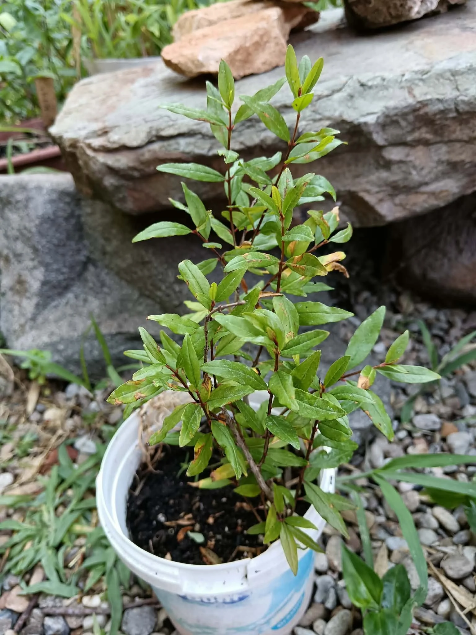Rodie (Punica Granatum Wonderful - imagine 3