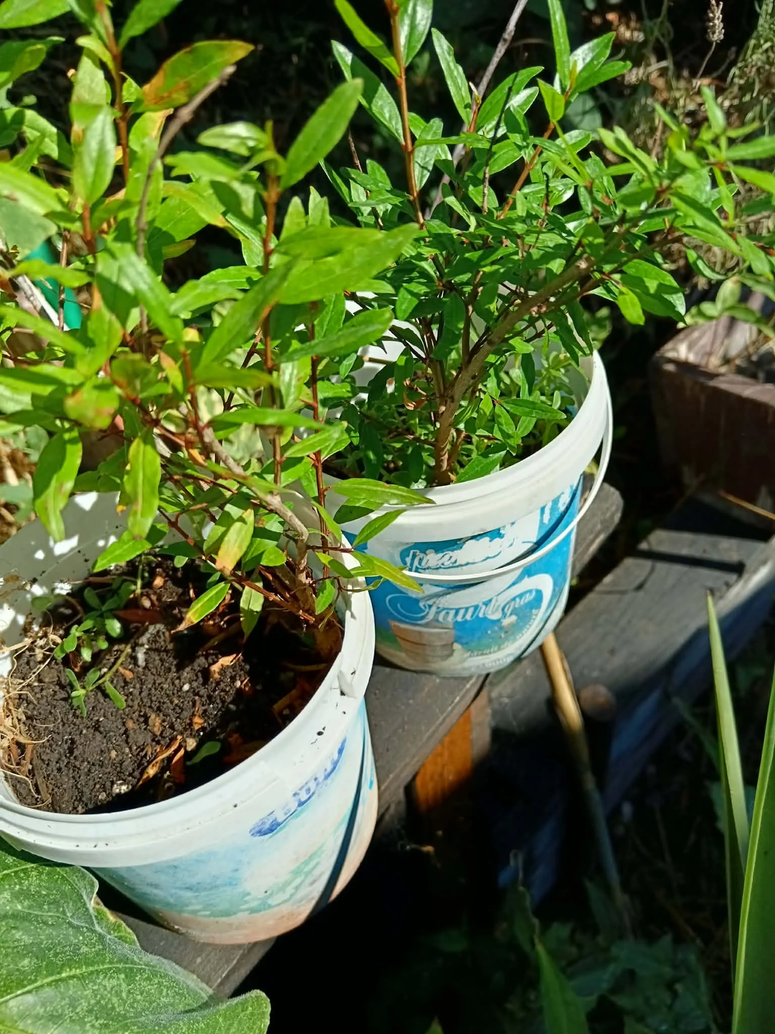 Rodie (Punica Granatum Wonderful - imagine 4