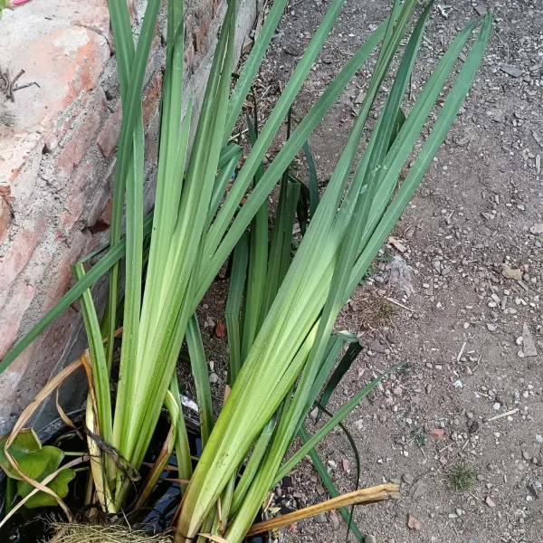 iris de iaz galbeni cam la 1,3m
