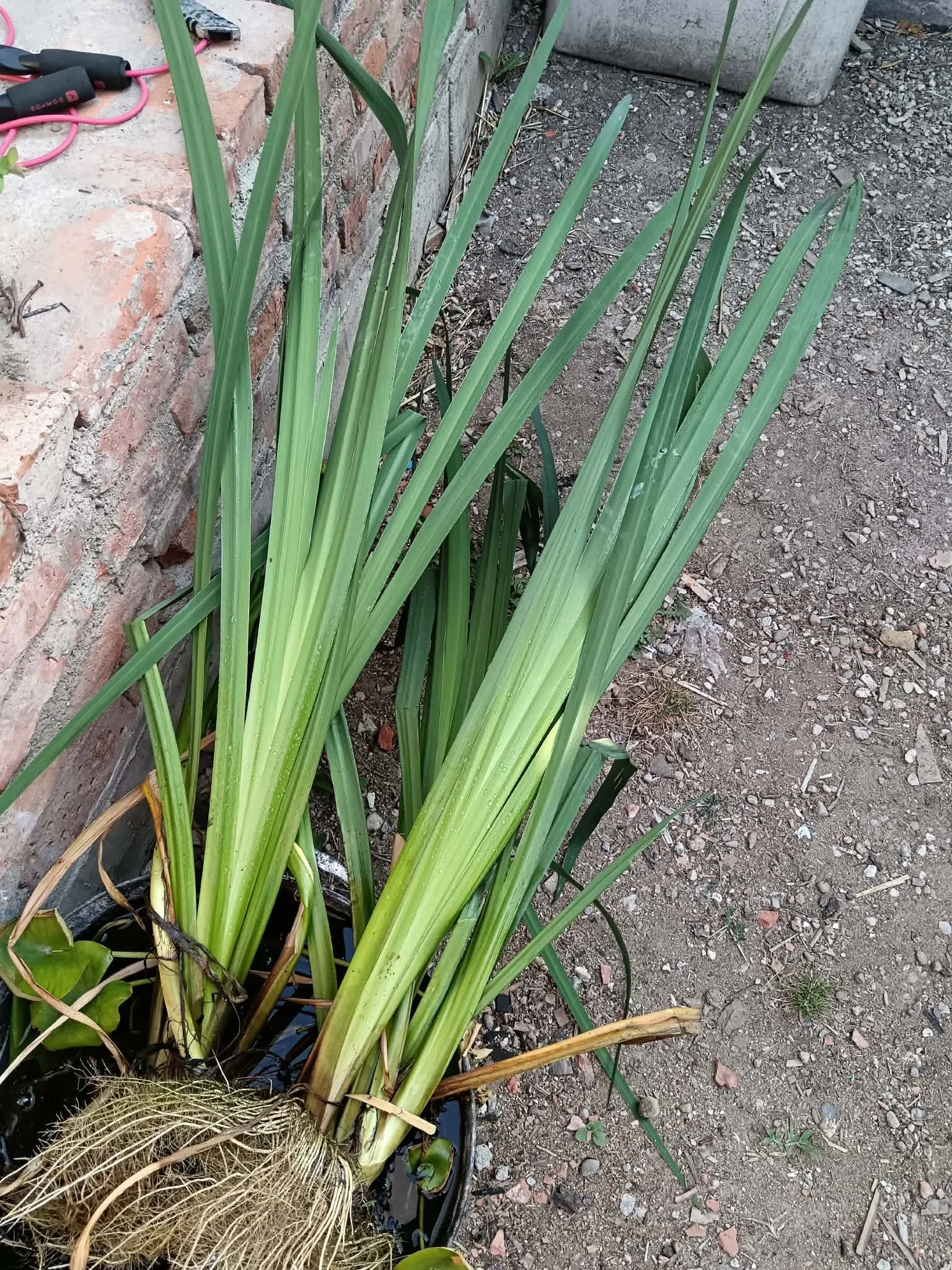 iris de iaz galbeni cam la 1,3m