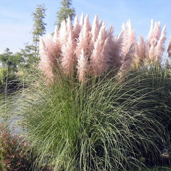 Iarbă de pampas roz si alb 20 40 cm