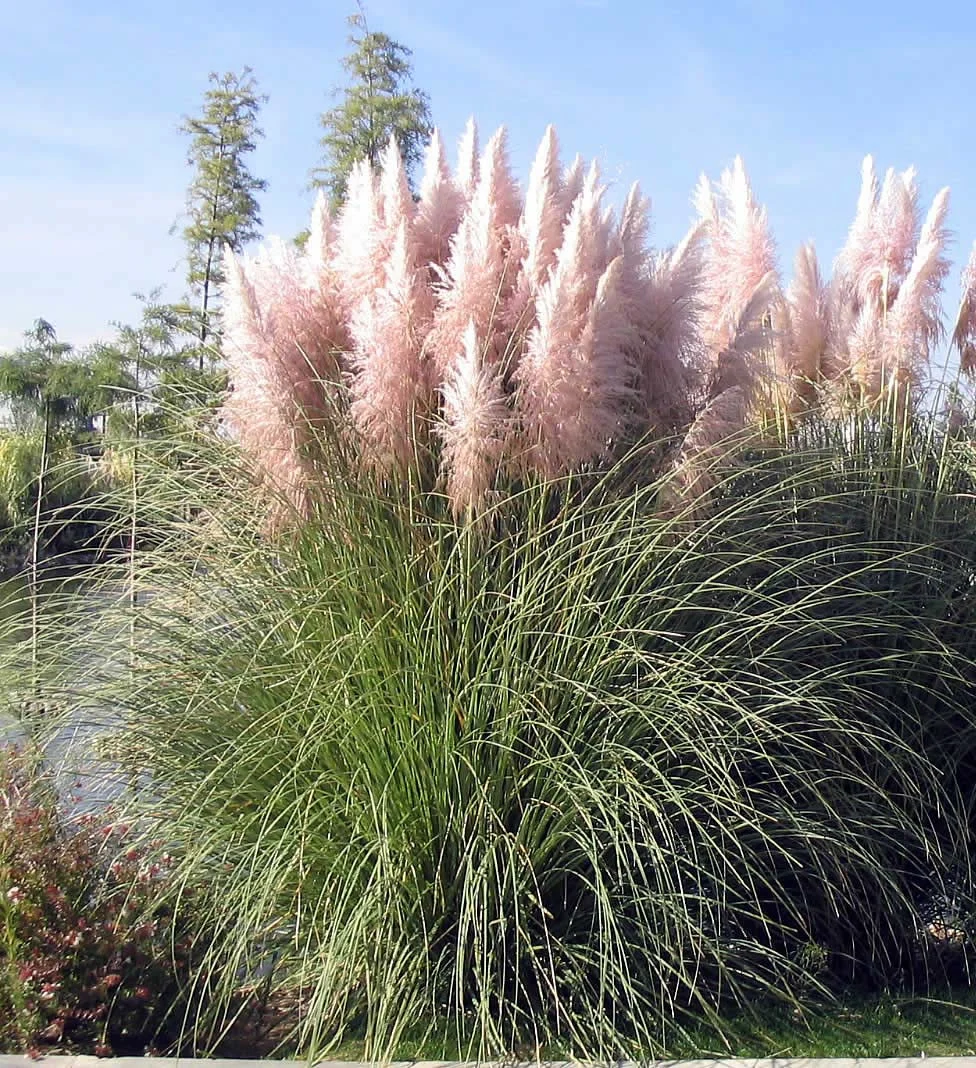 Iarbă de pampas roz si alb 20 40 cm
