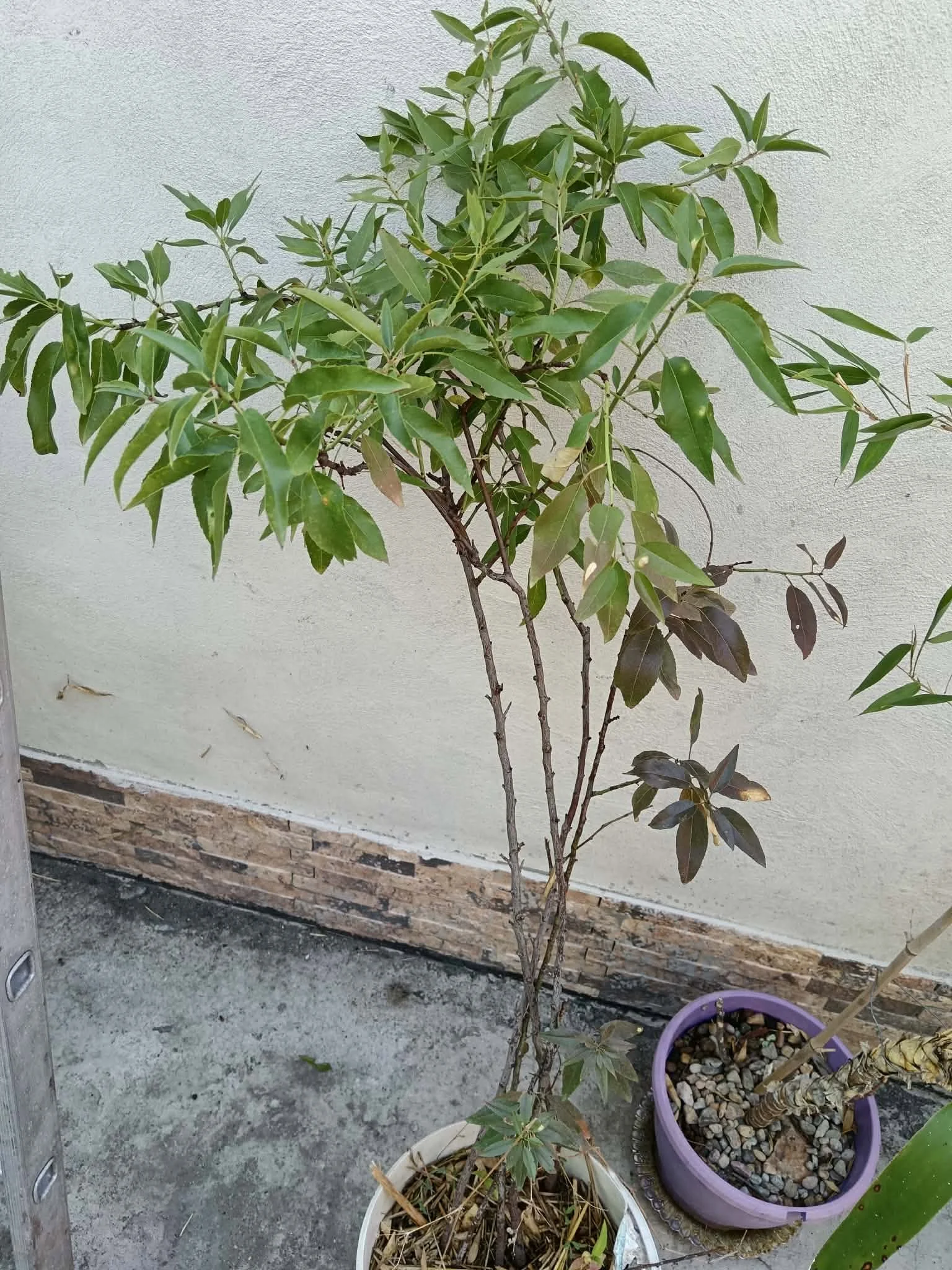 Migdal (Prunus amygdaloides) - imagine 2