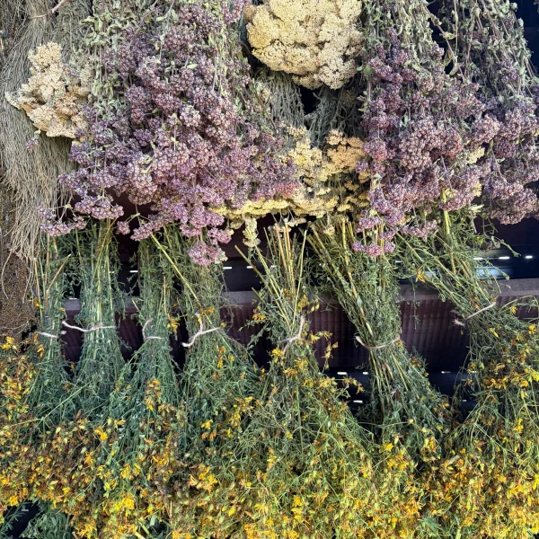 Plante medicinale organice: sunatoare, coada calului, codita soricelului, sovarf, flori de trifoi rosu